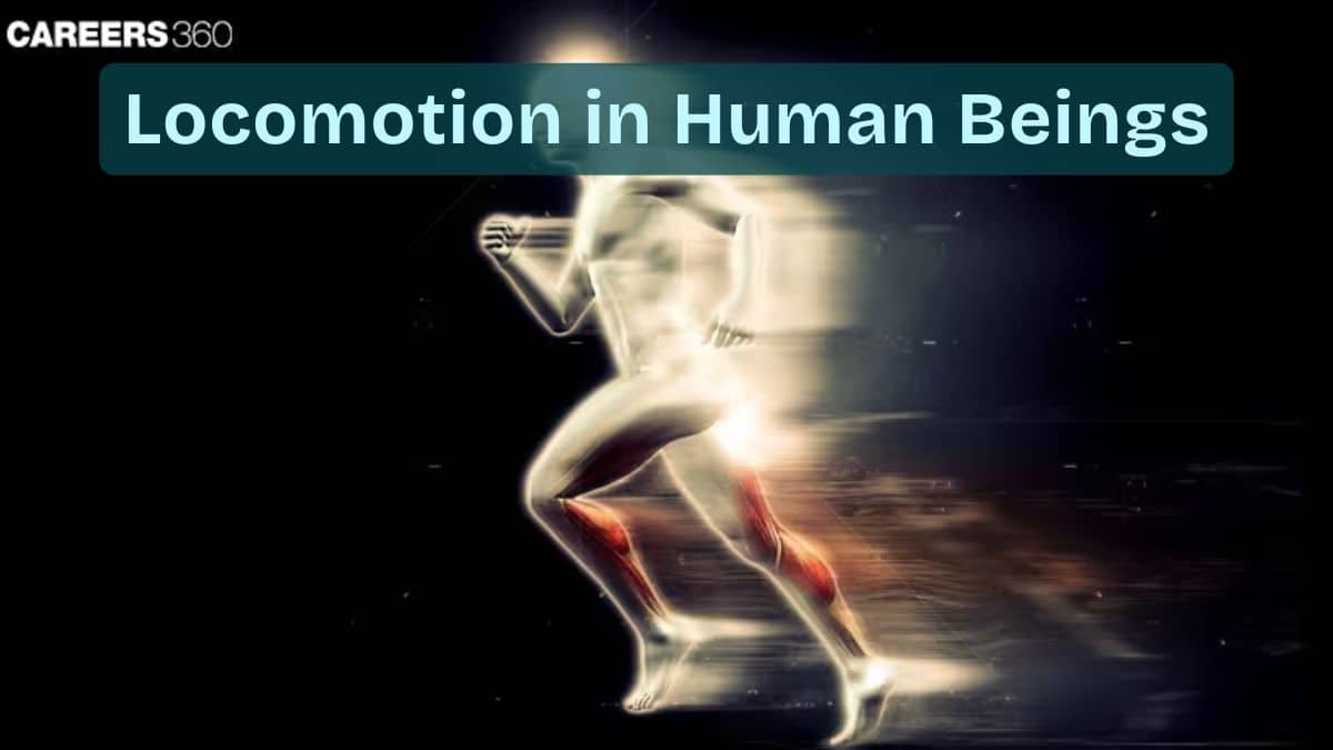 Locomotion In Human Beings: Definition, Functions, Types, Importance, Topics